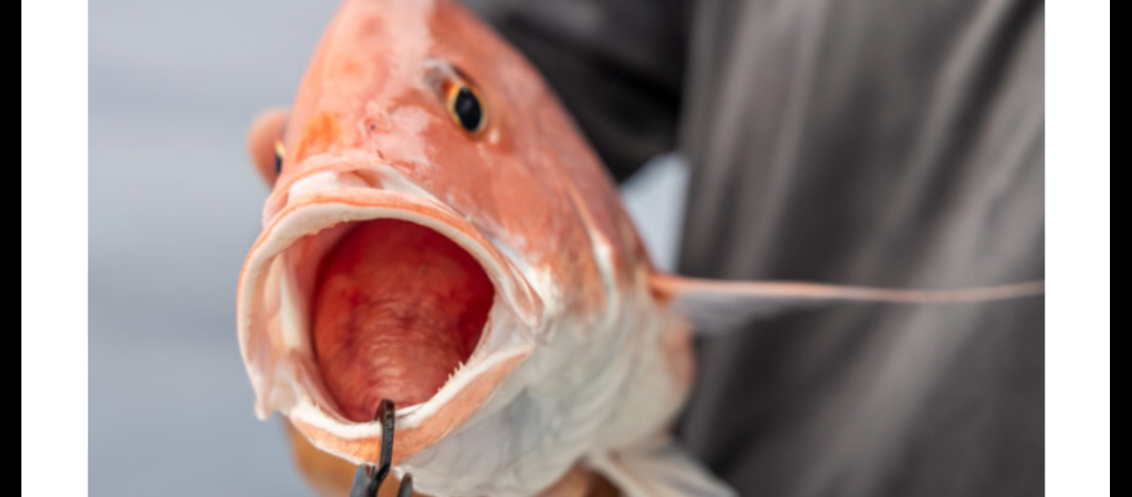 Fed Permitted American Red Snapper In St. Petersburg