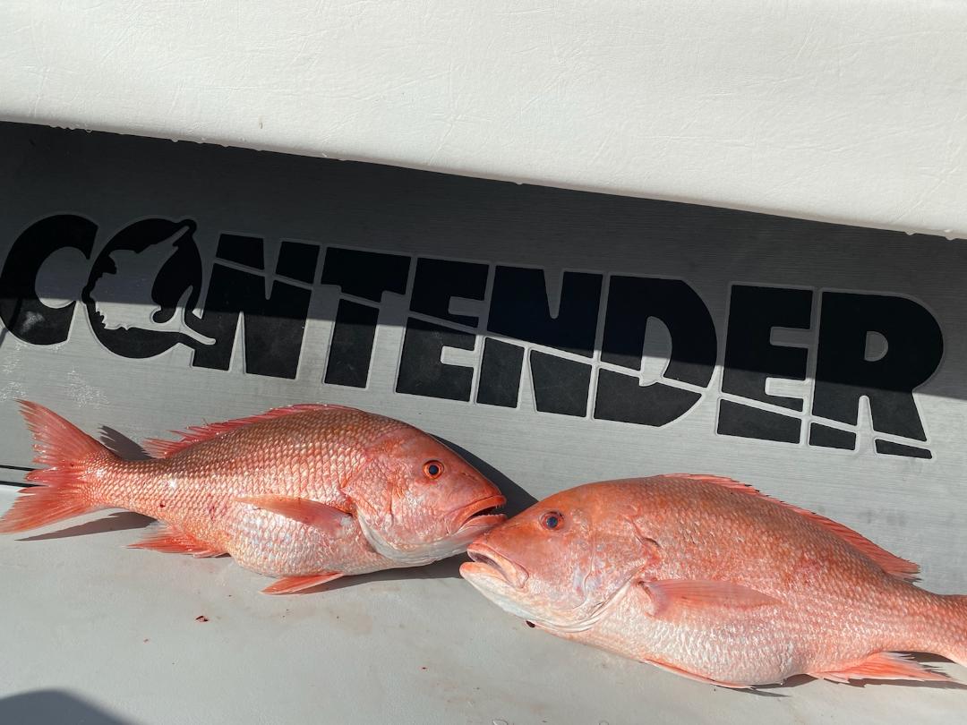 Fed Permitted American Red Snapper In St. Petersburg