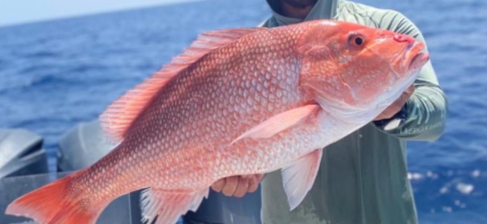 Fed Permitted American Red Snapper In St. Petersburg