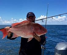 Fed Permitted American Red Snapper In St. Petersburg