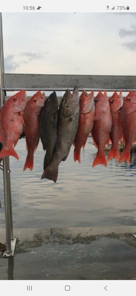 Fed Permitted American Red Snapper In St. Petersburg