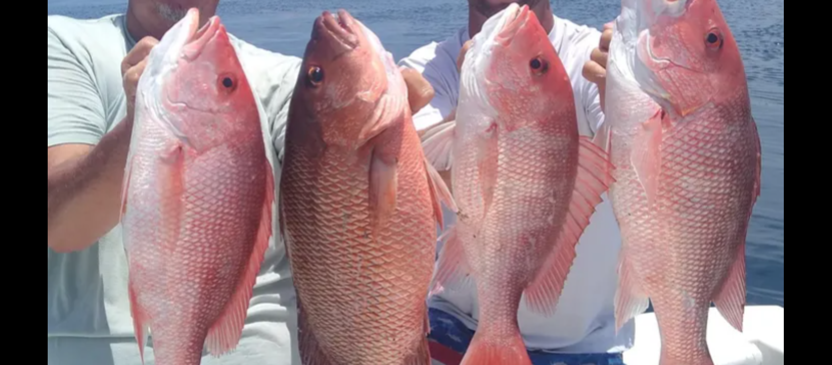 Fed Permitted American Red Snapper In St. Petersburg