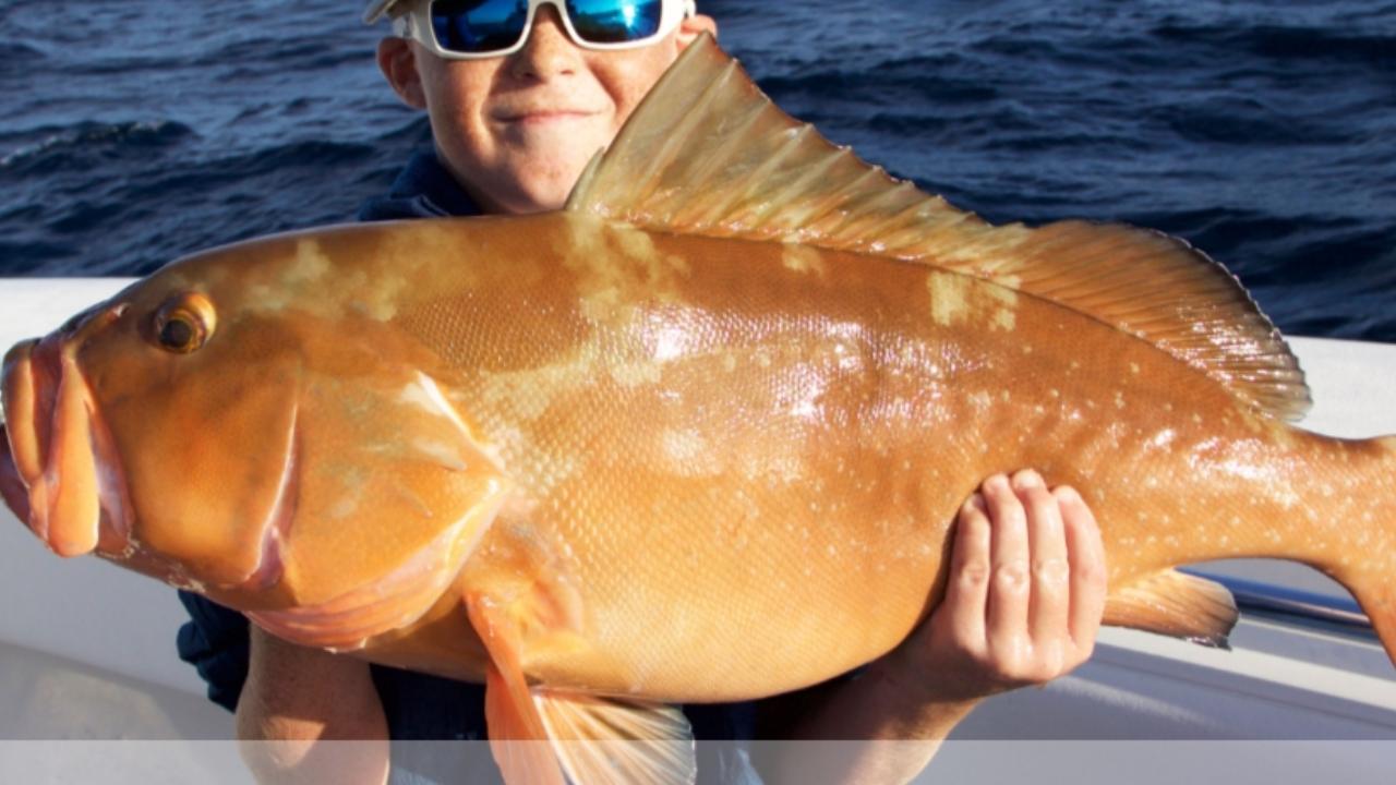 Fed Permitted American Red Snapper In St. Petersburg