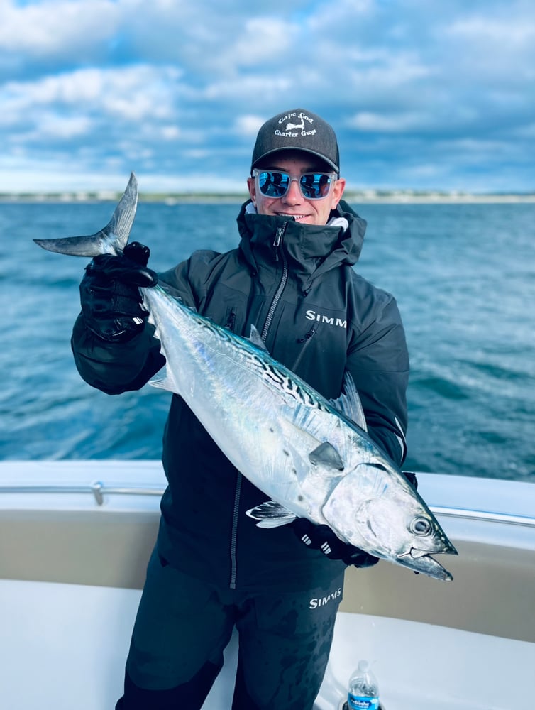 Albies, Bonito, Spanish Mackerel In Falmouth