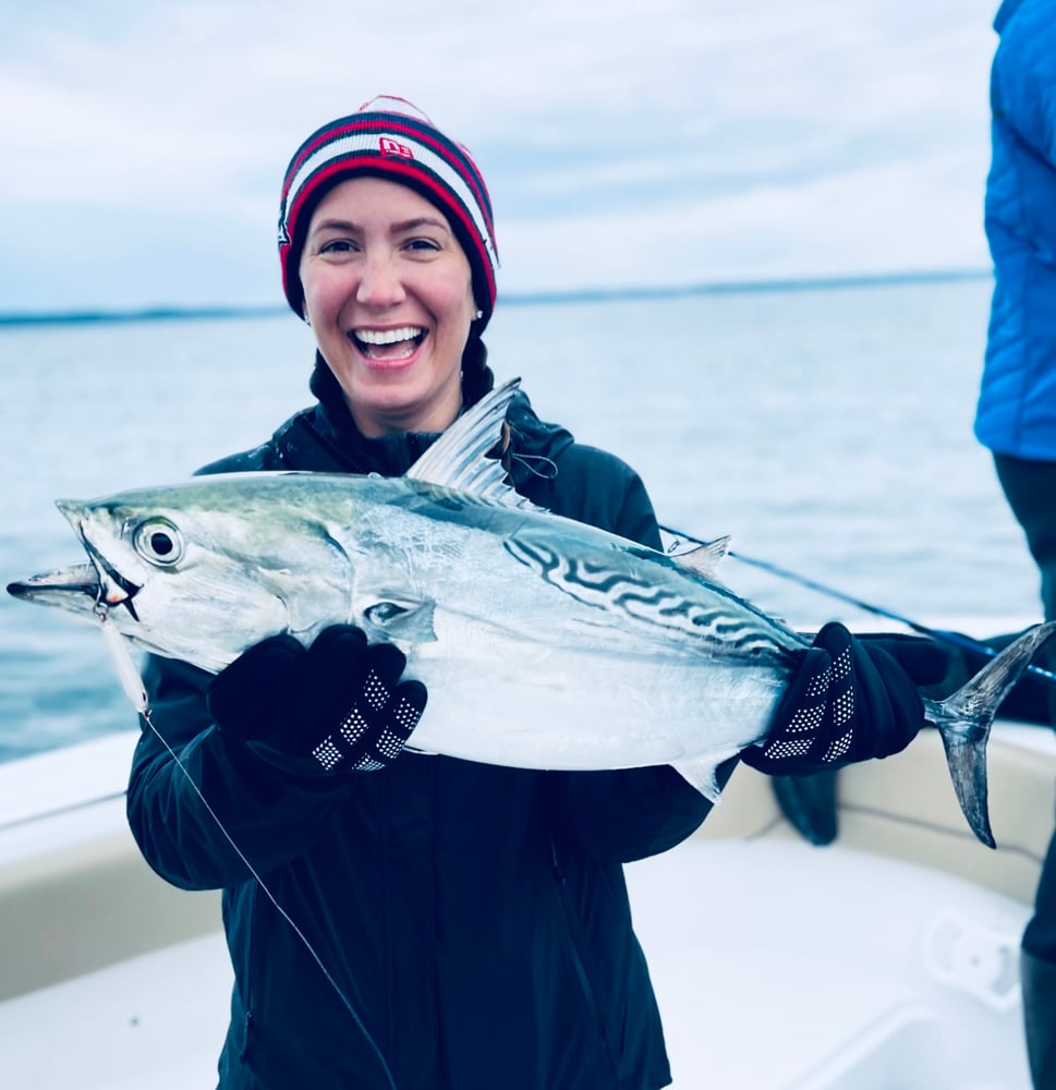 Albies, Bonito, Spanish Mackerel In Falmouth