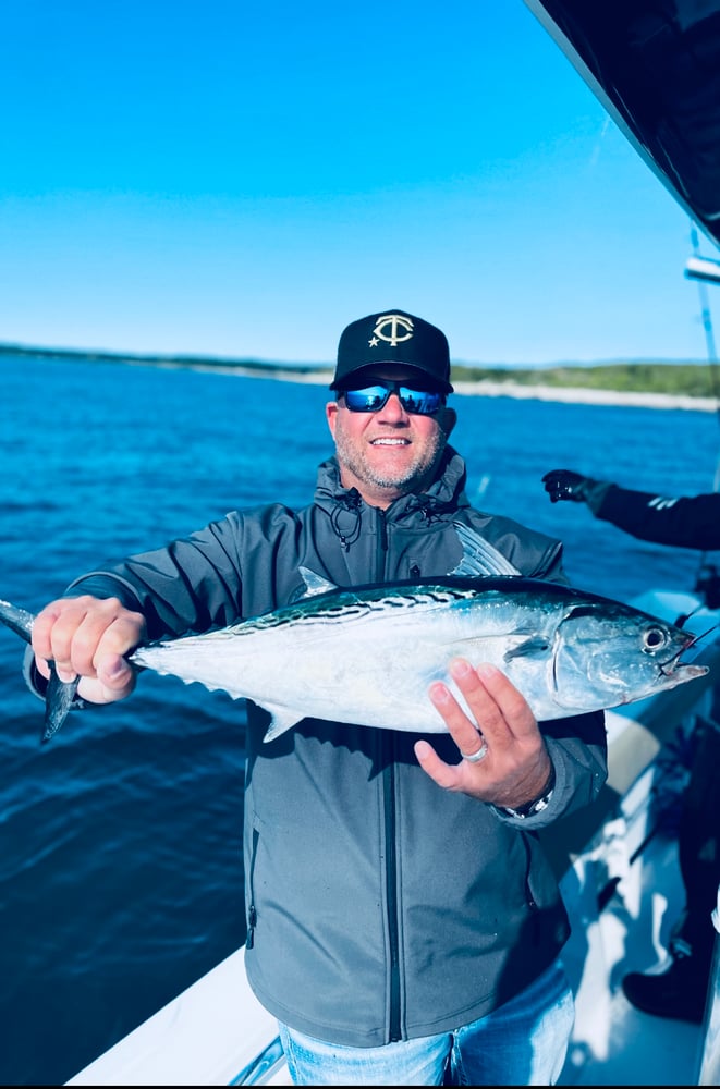 Albies, Bonito, Spanish Mackerel In Falmouth