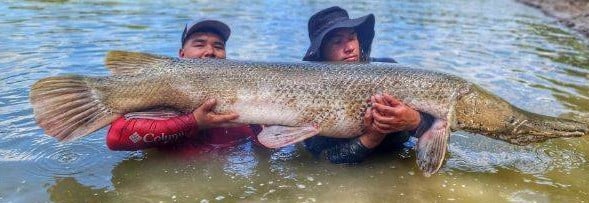 Giant Alligator Gar Adventure In Corsicana