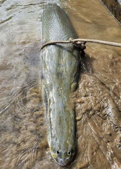 Giant Alligator Gar Adventure In Corsicana