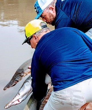 Giant Alligator Gar Adventure In Corsicana