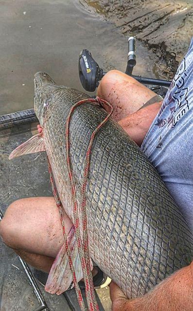 Giant Alligator Gar Adventure In Corsicana