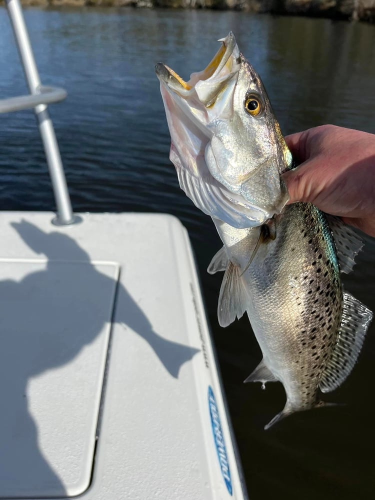 North Topsail Inshore Trip In Sneads Ferry