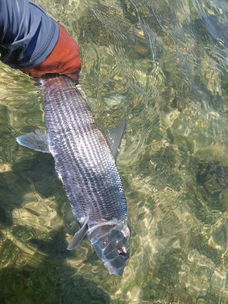 Fly Fishing Cancun In Cancún