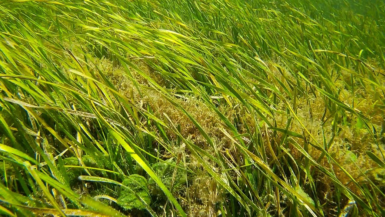 Scalloping Trip In Homosassa