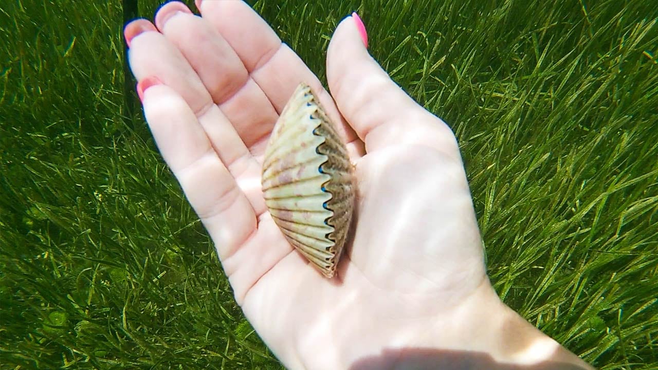 Scalloping Trip In Homosassa