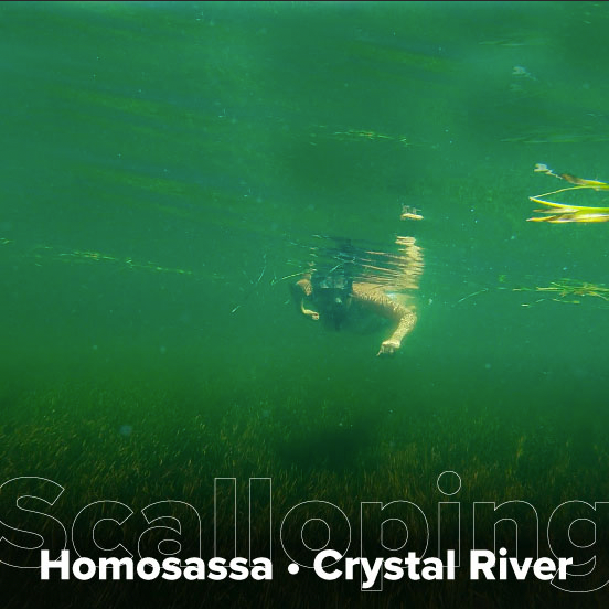 Scalloping Trip In Homosassa