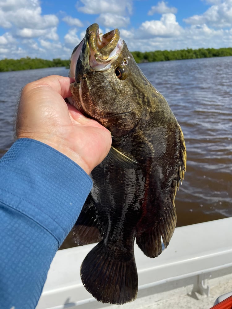 Everglades Super Slam In Chokoloskee