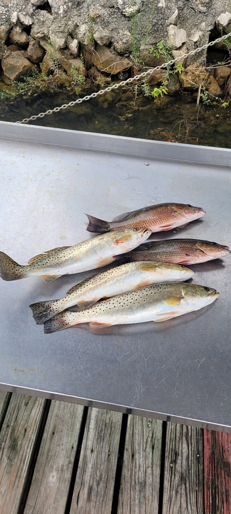 Fishing And Scalloping Trip In Crystal River