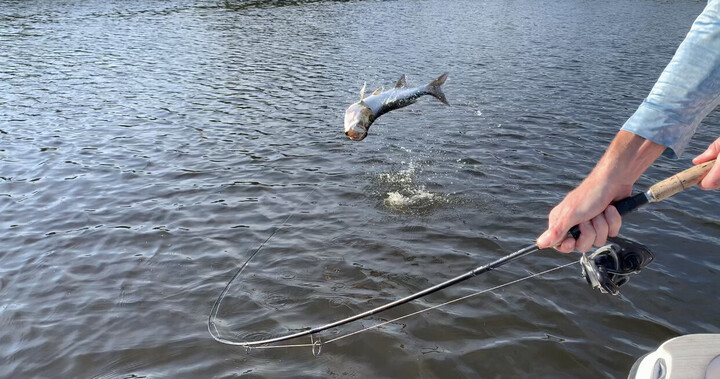 Inshore Saltwater Trip In Jupiter