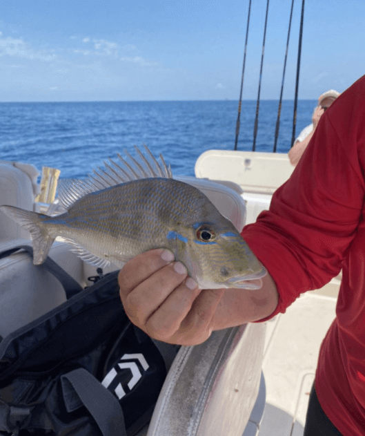 Grunt Hunt Family Fun - 31’ Pursuit In Madeira Beach