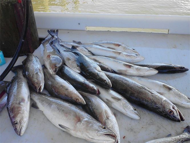 Orange Beach Catch In Gulf Shores