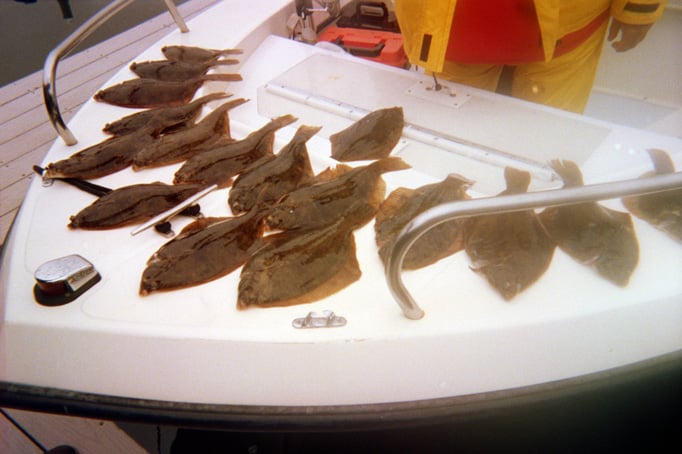 Massachusetts Flounder Hookfest In Dennis