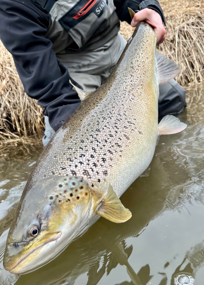 Milwaukee Salmon And Trout In Glendale