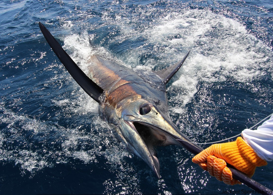 Quepos Offshore In Puerto Jiménez