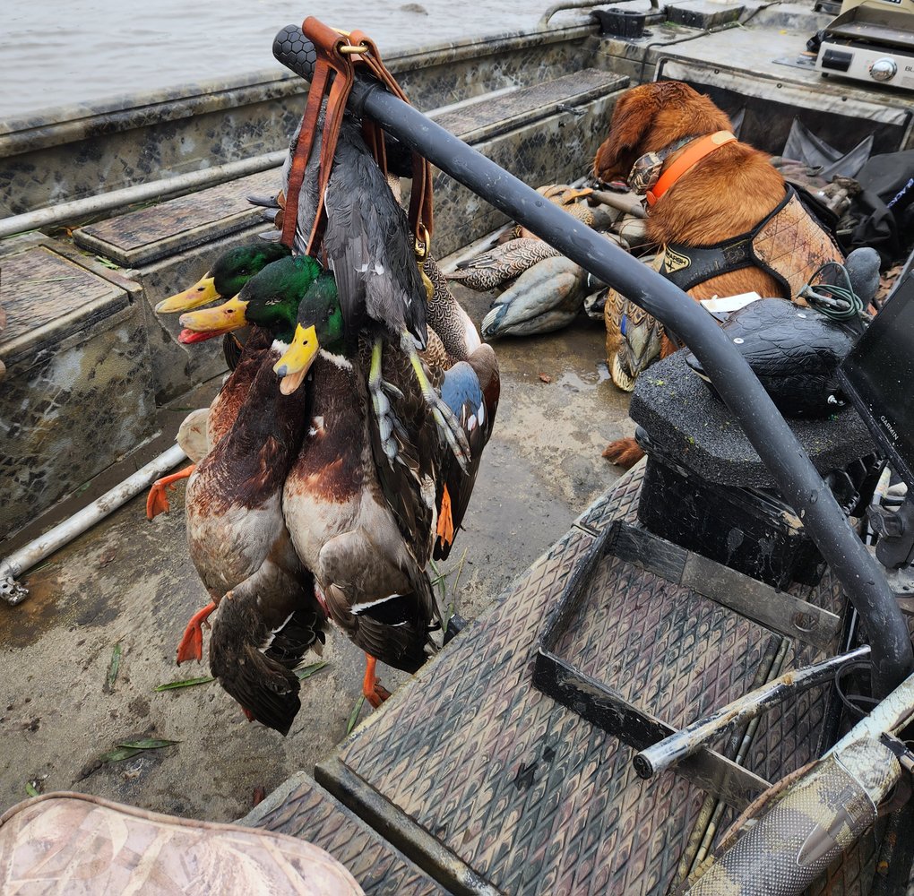 Texas Duck Special- Waco Area In Waco