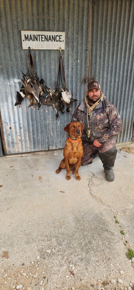 Texas Duck Special- Waco Area In Waco