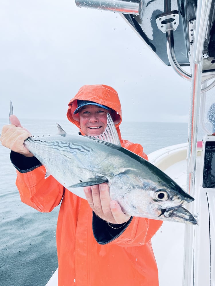 Albies, Bonito, Spanish Mackerel In Falmouth