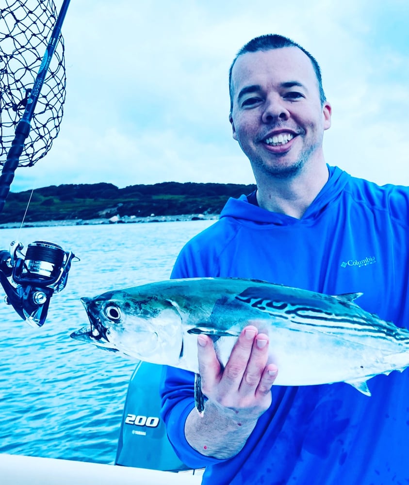 Albies, Bonito, Spanish Mackerel In Falmouth