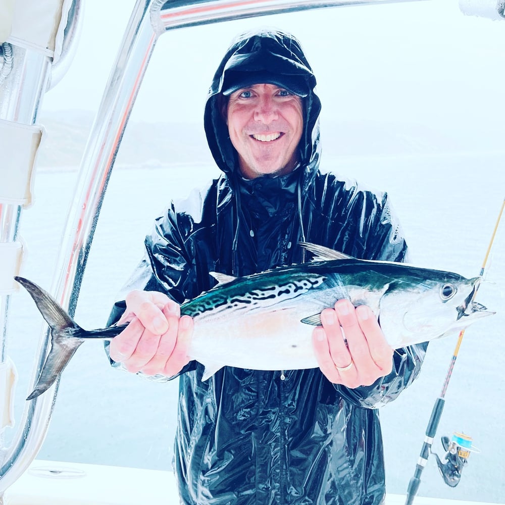 Albies, Bonito, Spanish Mackerel In Falmouth