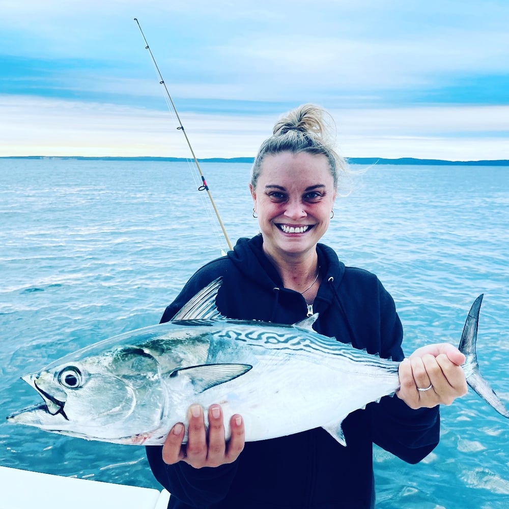 Albies, Bonito, Spanish Mackerel In Falmouth