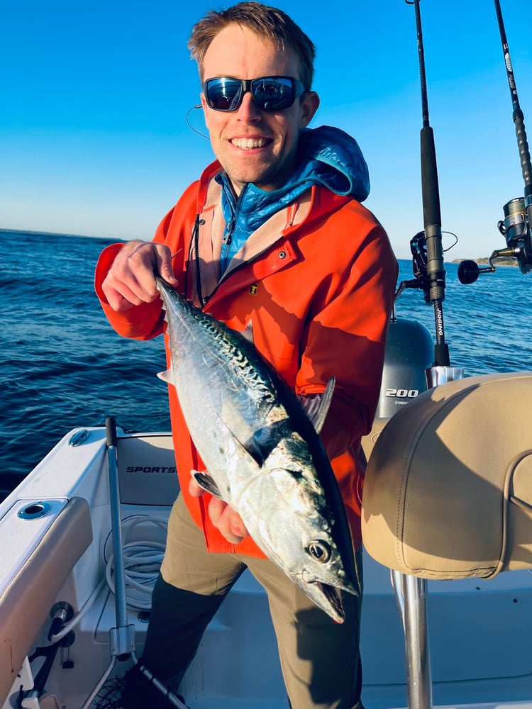 Albies, Bonito, Spanish Mackerel In Falmouth