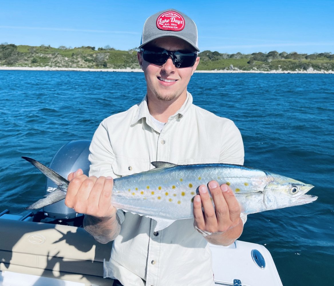 Albies, Bonito, Spanish Mackerel In Falmouth