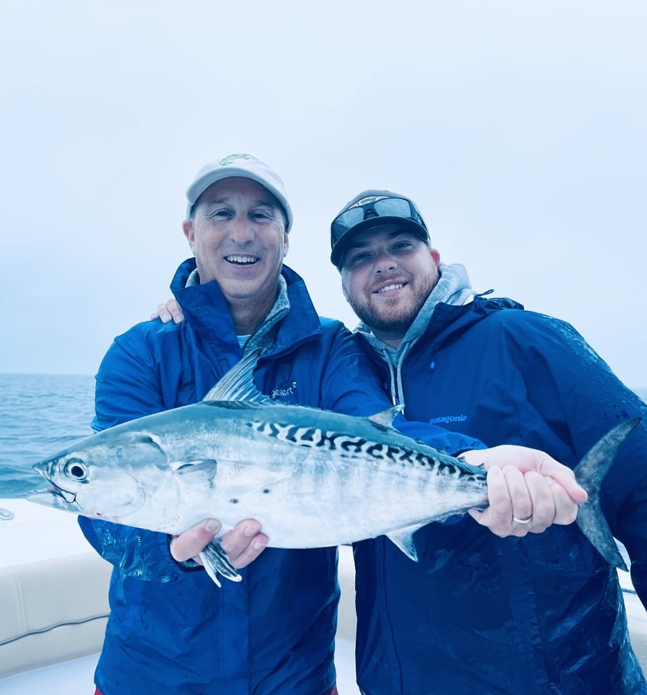 Albies, Bonito, Spanish Mackerel In Falmouth