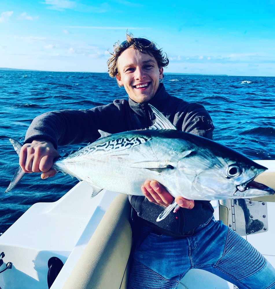 Albies, Bonito, Spanish Mackerel In Falmouth