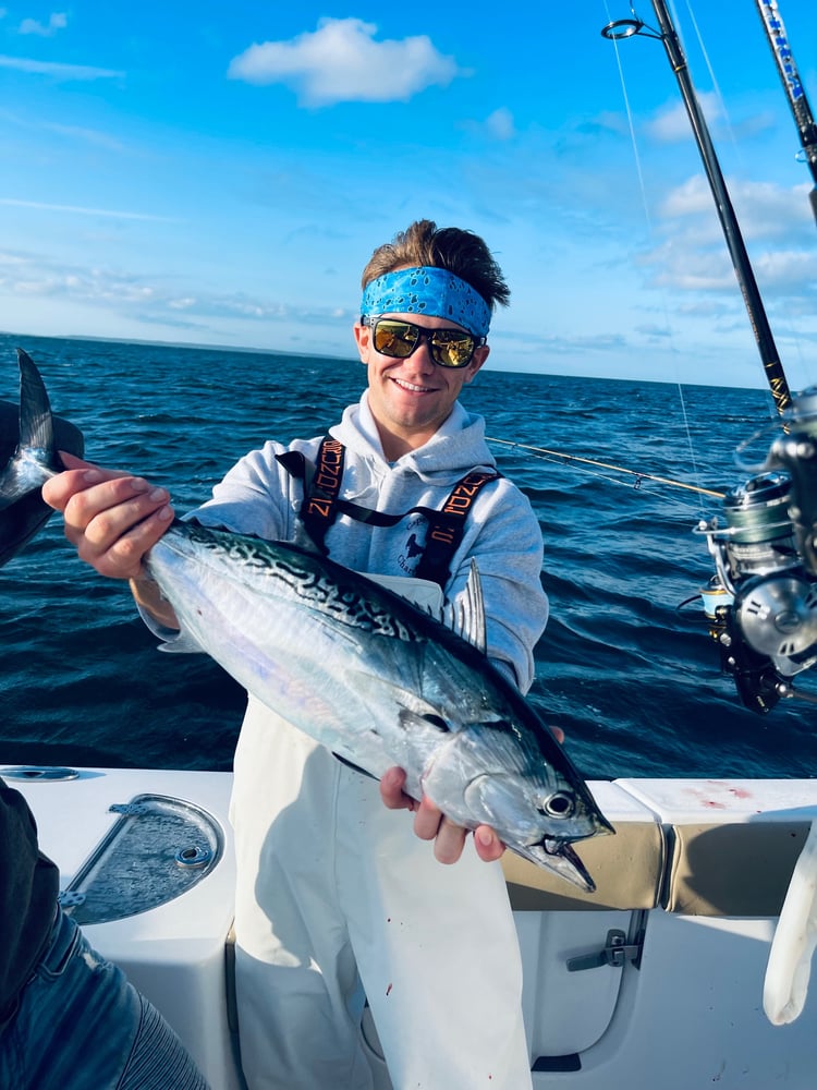 Albies, Bonito, Spanish Mackerel In Falmouth