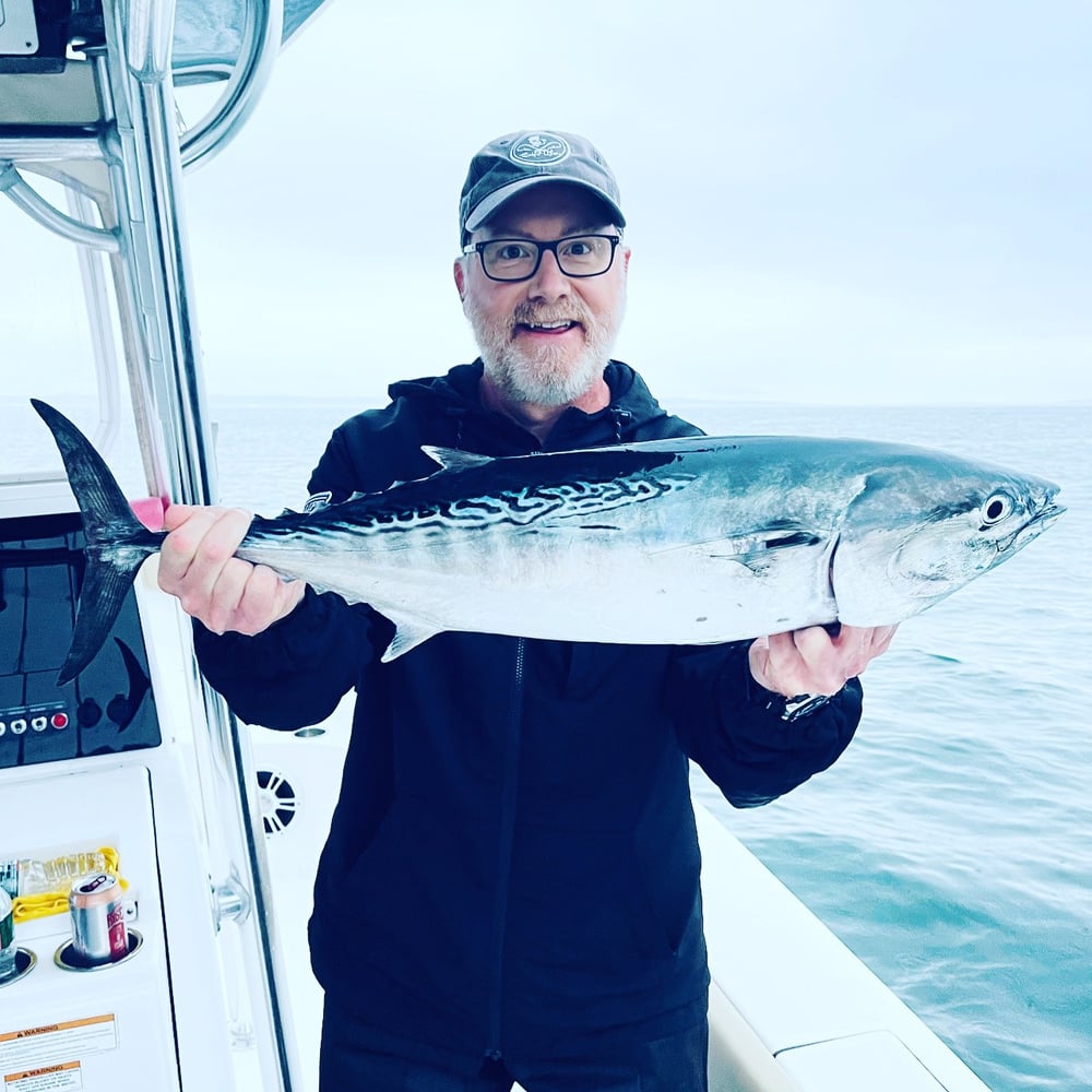 Albies, Bonito, Spanish Mackerel In Falmouth