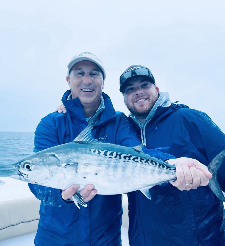 Albies, Bonito, Spanish Mackerel In Falmouth