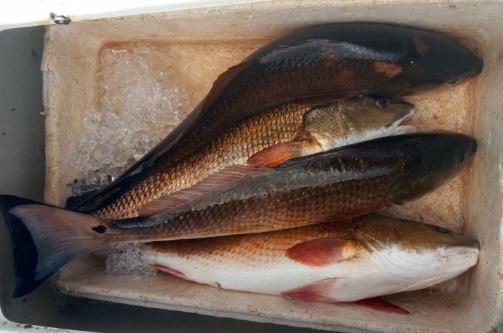 Jacksonville Flats On Light Tackle In Jacksonville Beach