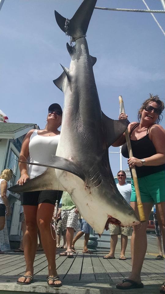 Destin Shark Action In Destin