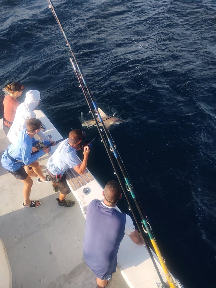 Destin Shark Action In Destin