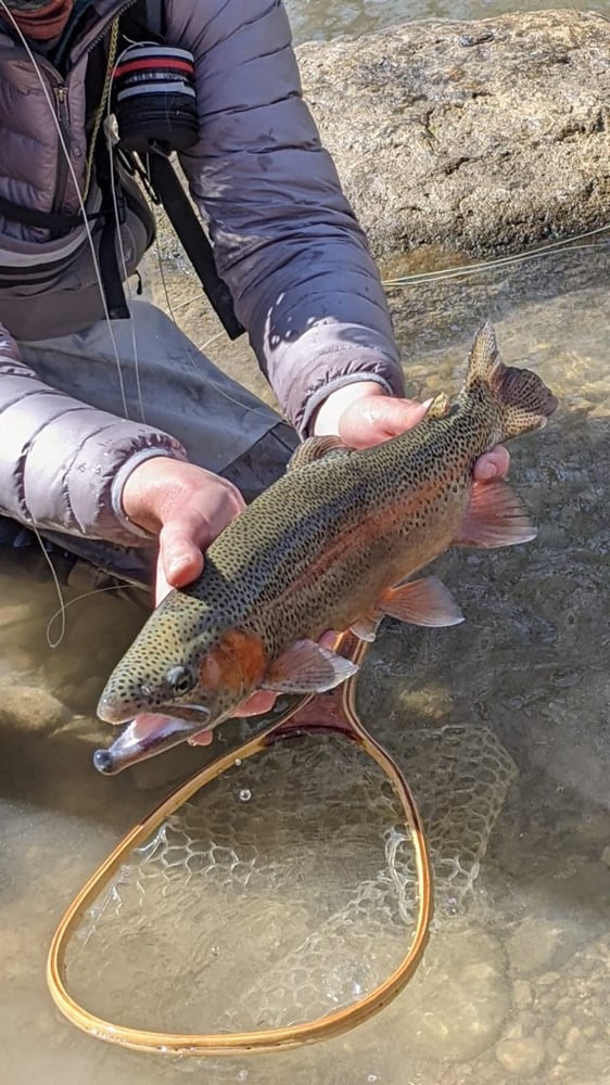 Trout On The Fly In New Braunfels