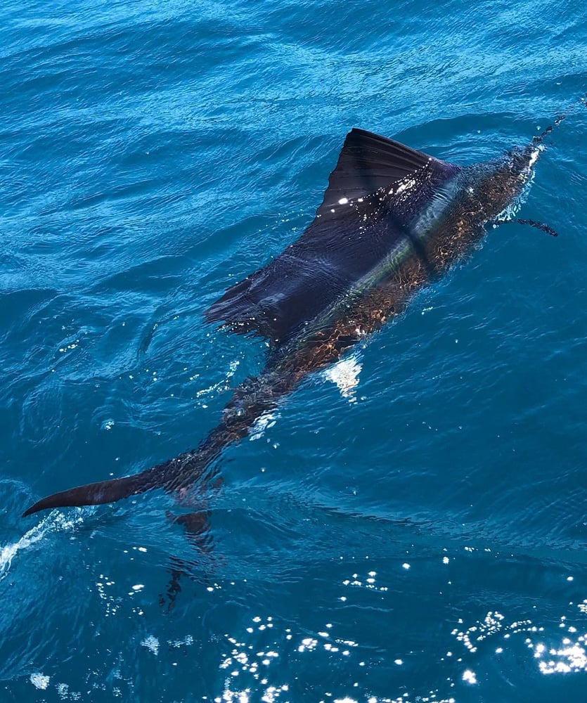 NC Offshore Gamefish Trip In Carolina Beach