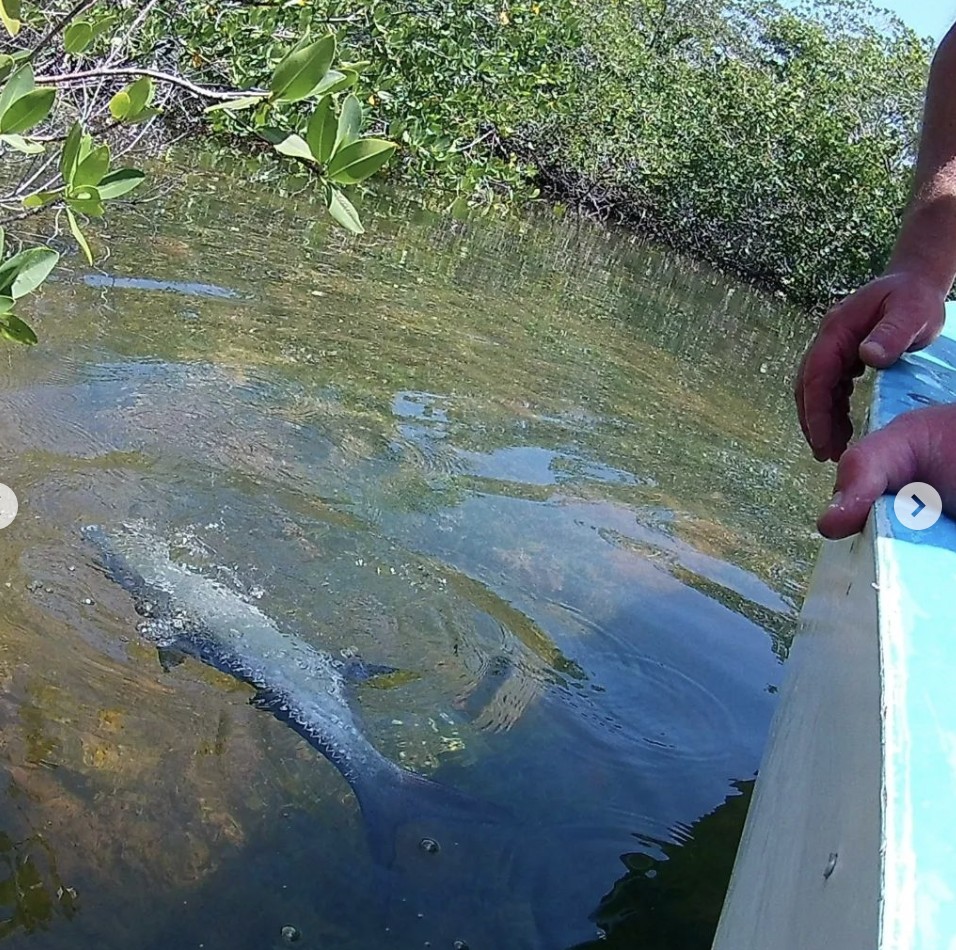 Fly Fishing Cancun In Cancún