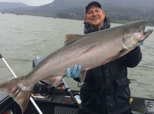 Columbia River Chinook Salmon In Portland