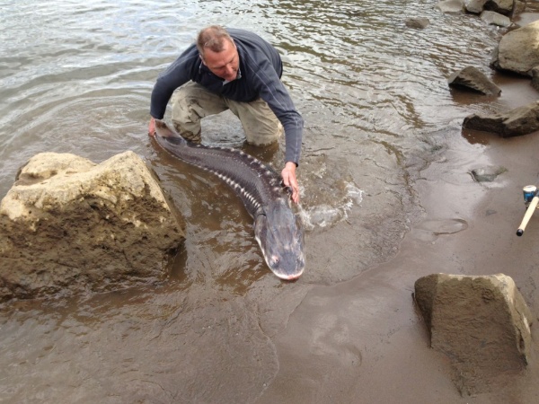 Sturgeon Fishing In Portland