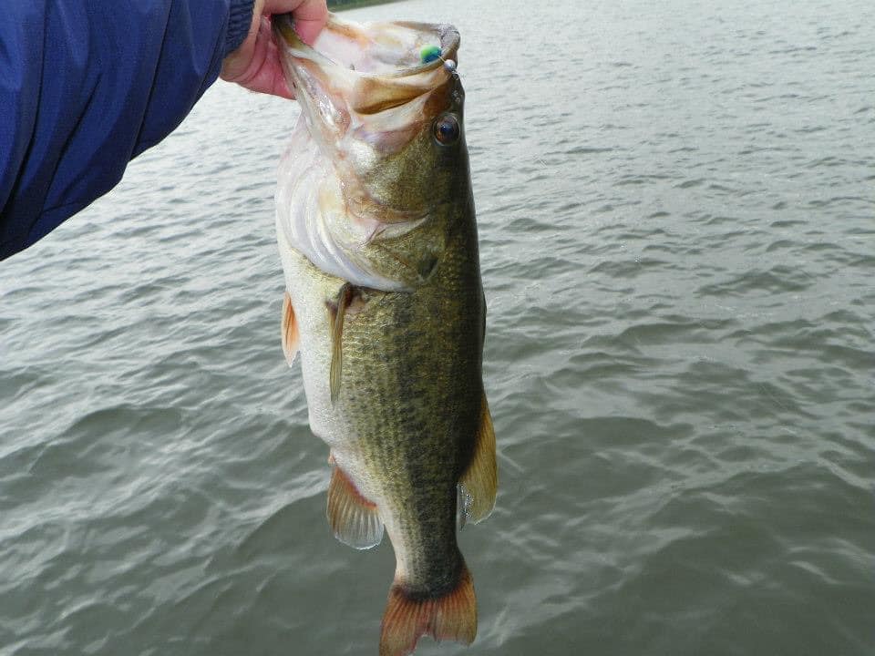 Lake Fork Trophy Bass In Lake Fork