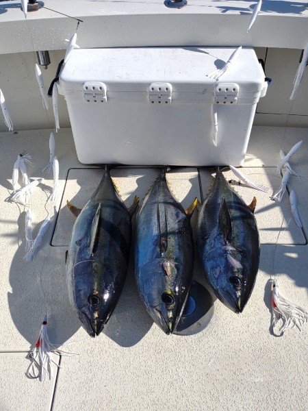 Extended Offshore Tuna In Montauk